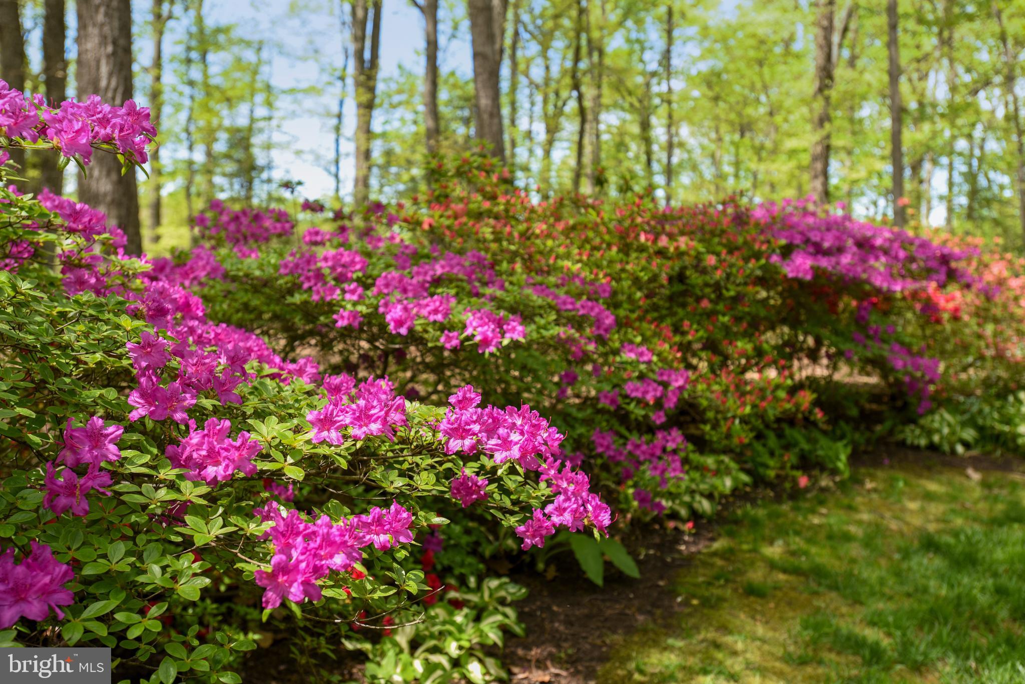 2404 Bugle Lane Reston, VA 20191 - Photo 4 of 67 Azaleas in Bloom