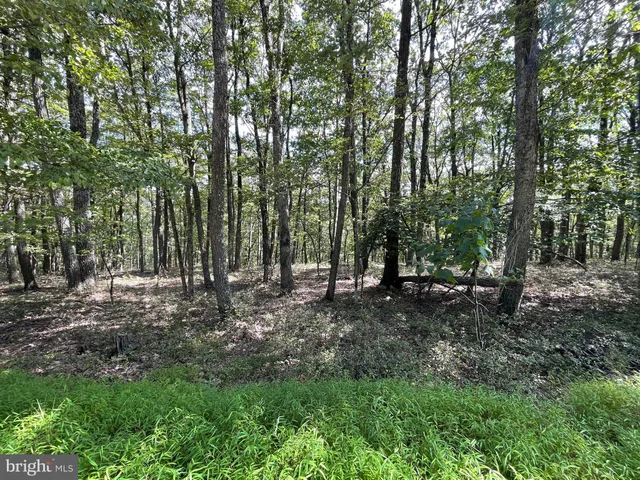 a view of a forest with trees in the background