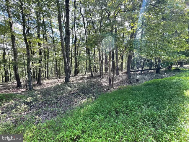a view of a forest with trees