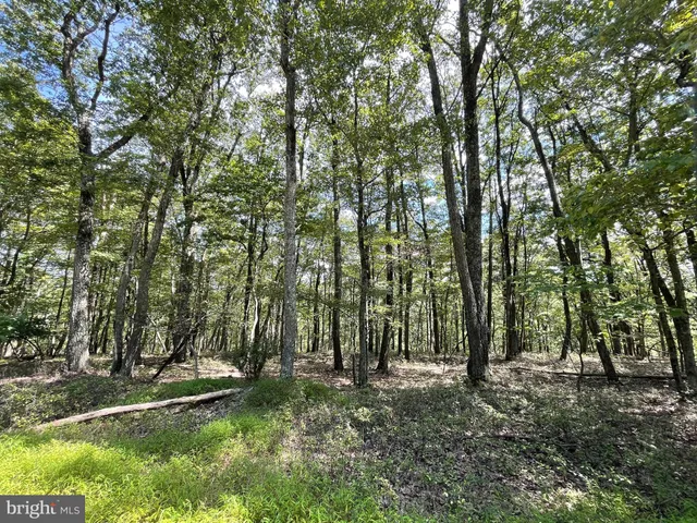 a view of outdoor space with large trees