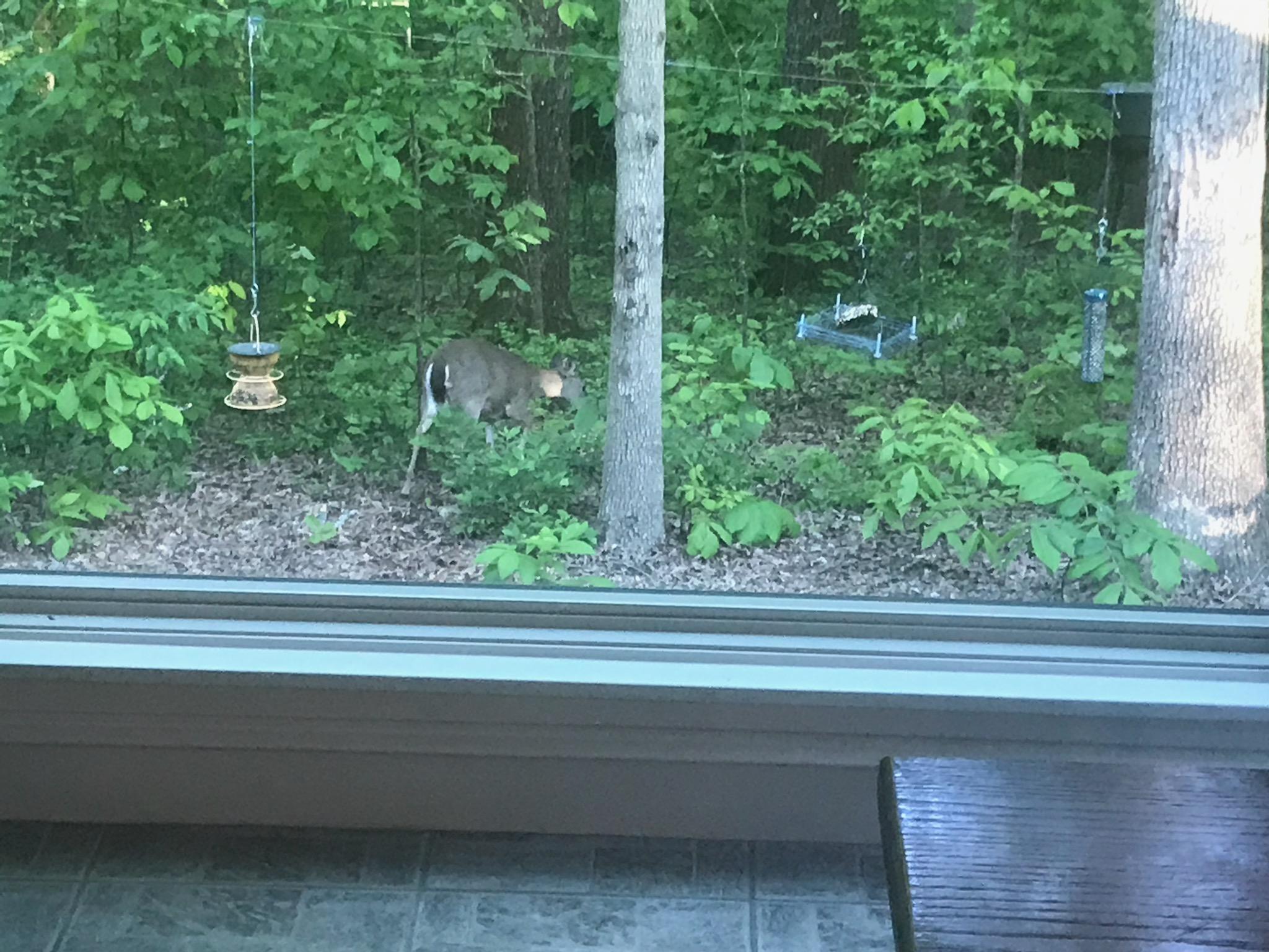 585 Winding Ridge Road Rock Spring, GA 30739 - Photo 66 of 74 Breakfast Room wildlife