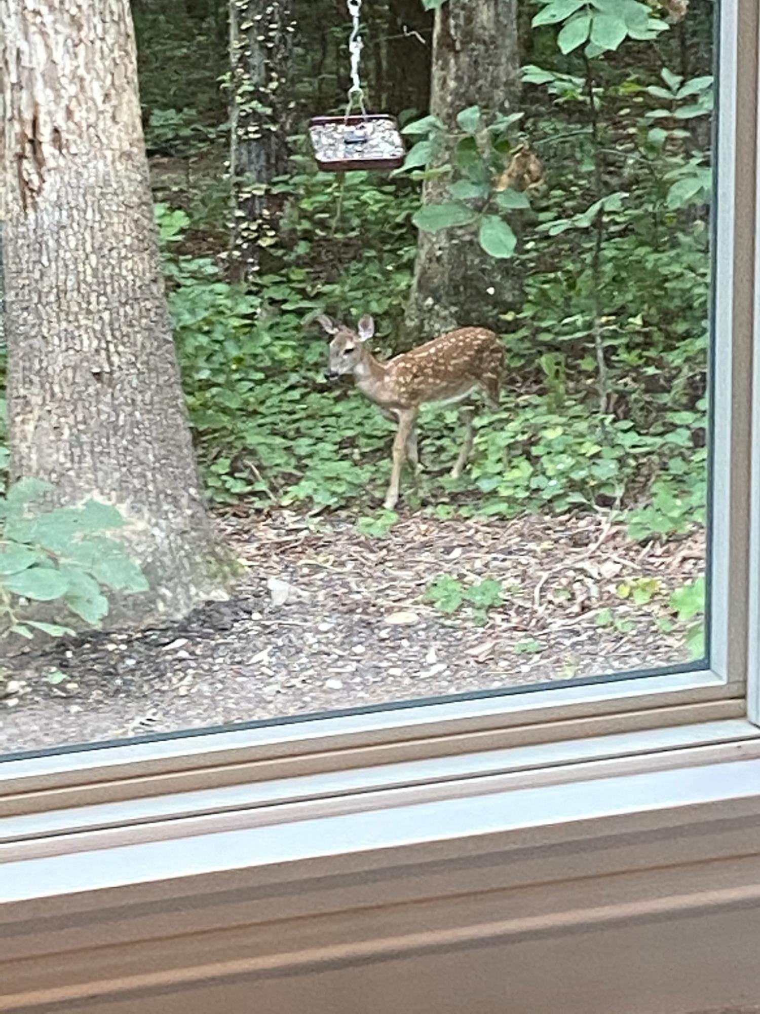 585 Winding Ridge Road Rock Spring, GA 30739 - Photo 67 of 74 Wildlife from Breakfast Room
