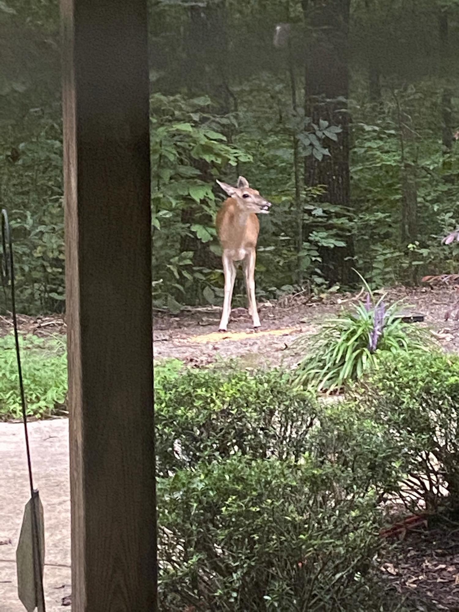 585 Winding Ridge Road Rock Spring, GA 30739 - Photo 68 of 74 Deer in Backyard