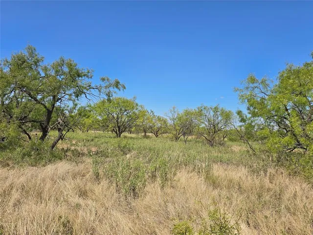 a view of a tree with a yard