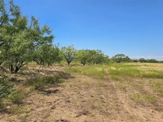 a view of backyard with large trees