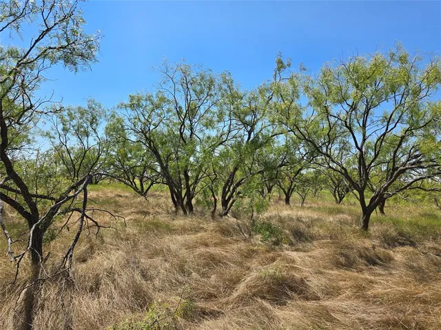 a view of a lake with a tree