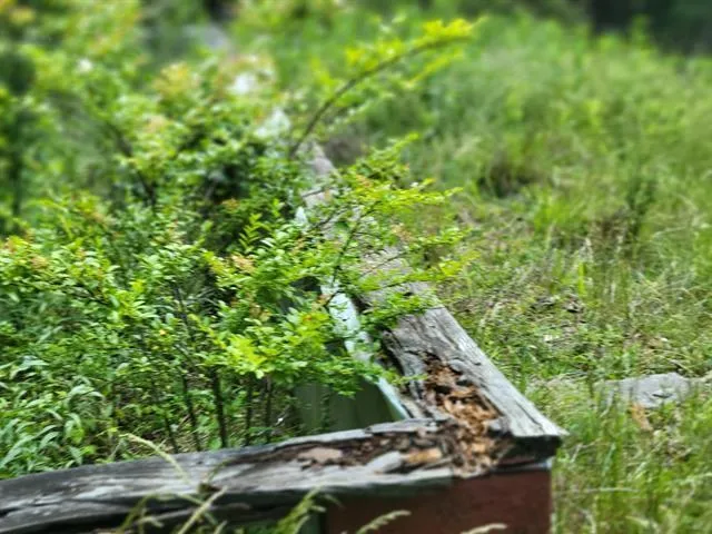 a view of a green yard with plants