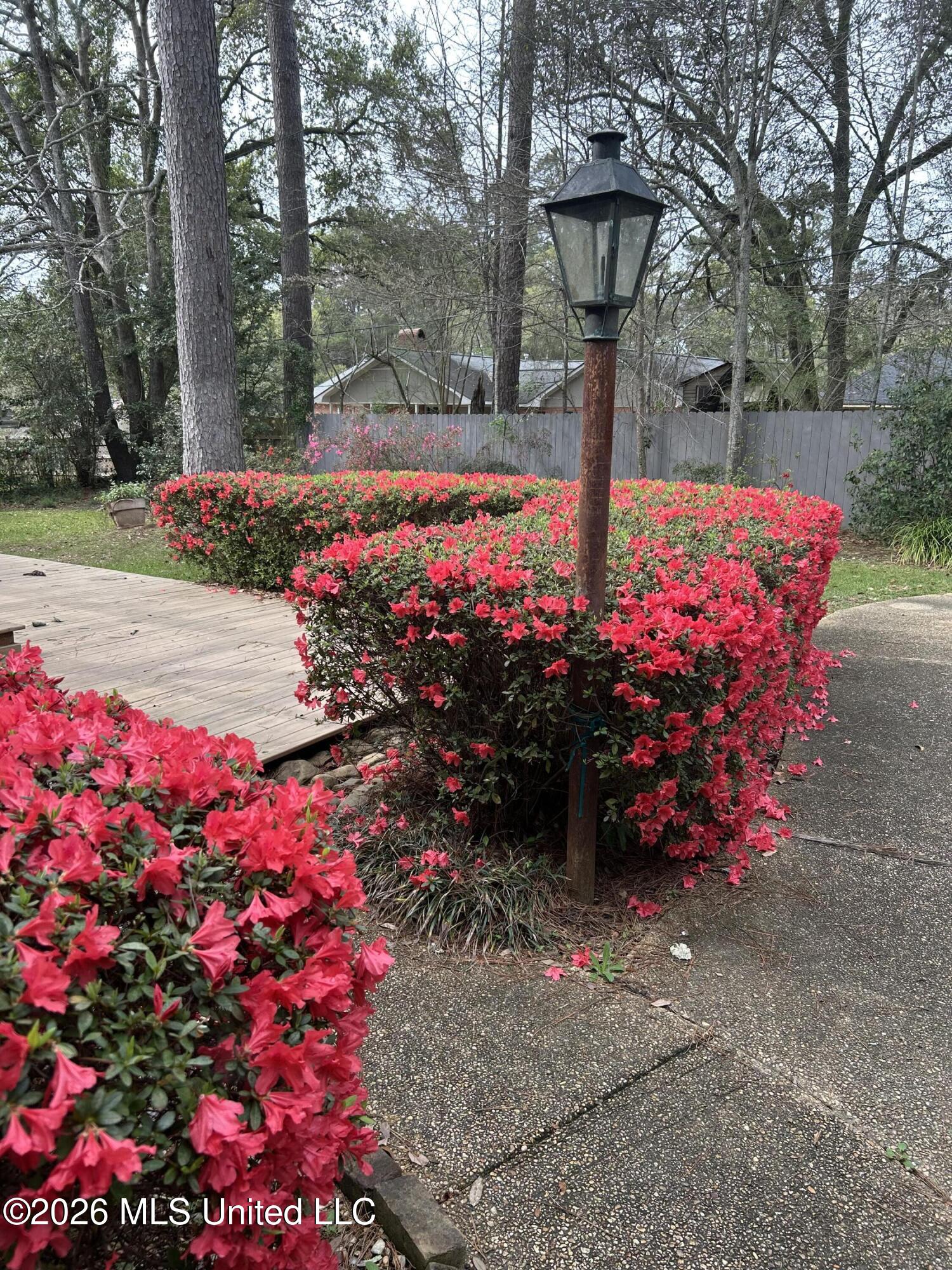 400 Charles Street Brookhaven, MS 39601 - Photo 47 of 49 azaleas are beautiful