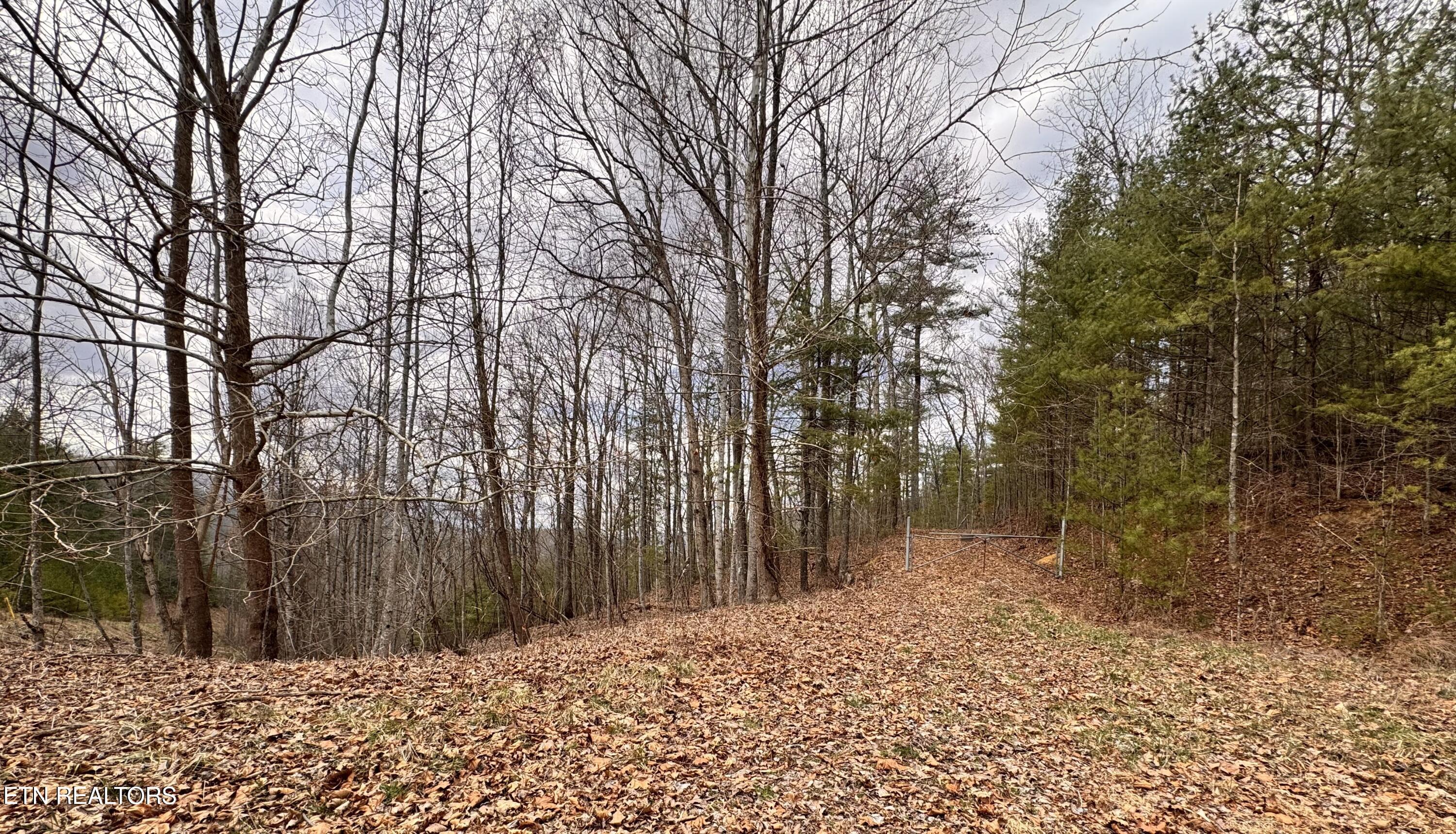 Lot 41 Black Maple Way Del Rio, TN 37727 - Photo 12 of 23 gate to Cherokee National Forest