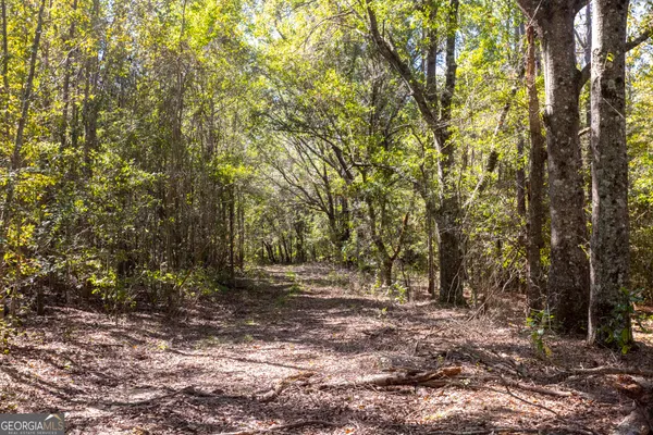 a view of a garden with plants