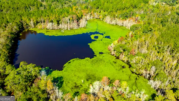 a view of a bunch of flowers