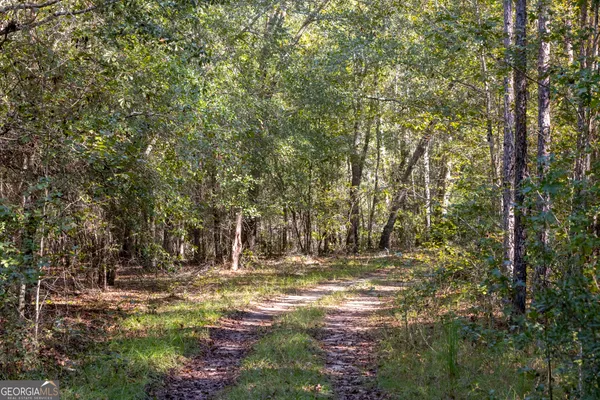 a view of a lake in a forest