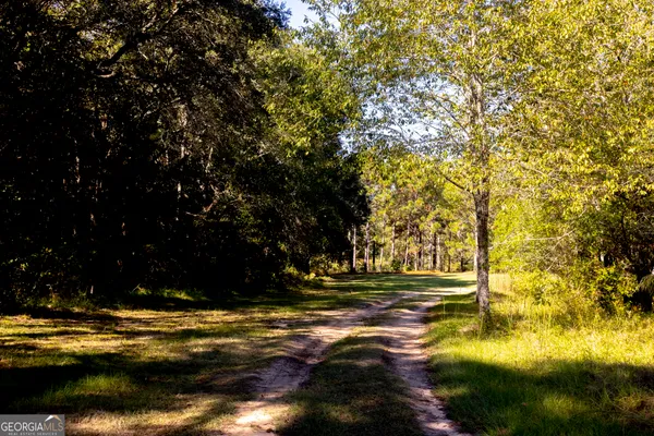 a view of a yard with plants and trees