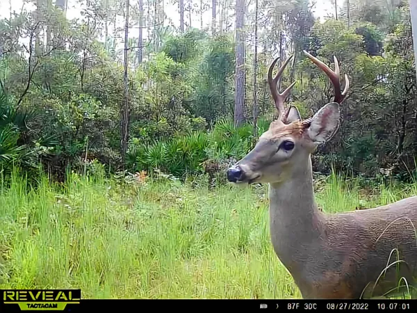 $179,500 | Lot 116 Southwest Lot Road, Greenville, FL 32331
