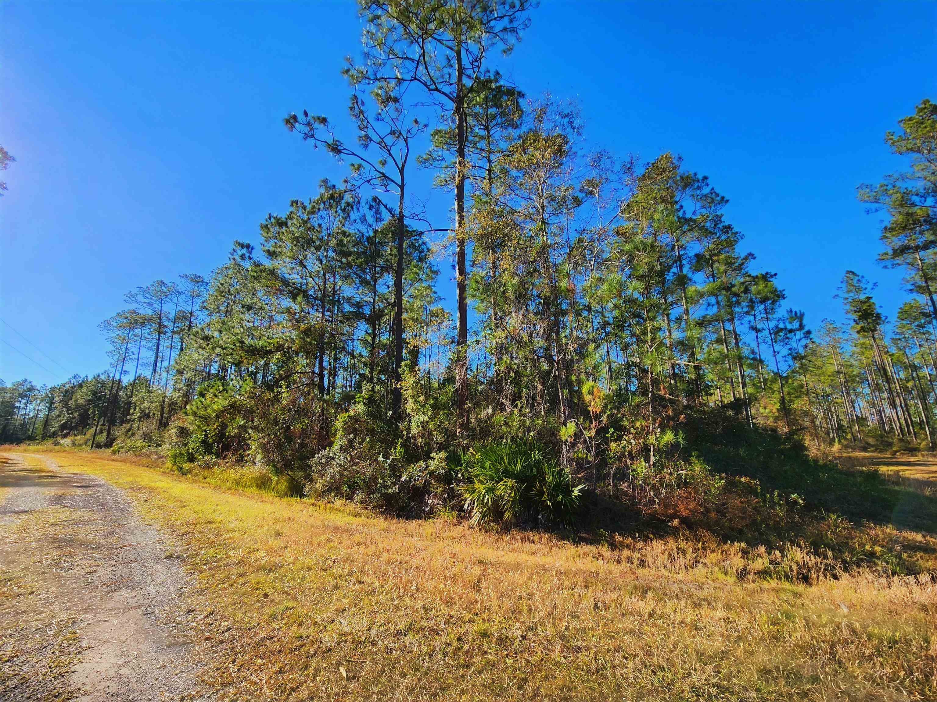 Lot 116 Southwest Lot Road Greenville, FL 32331 - Photo 11 of 28