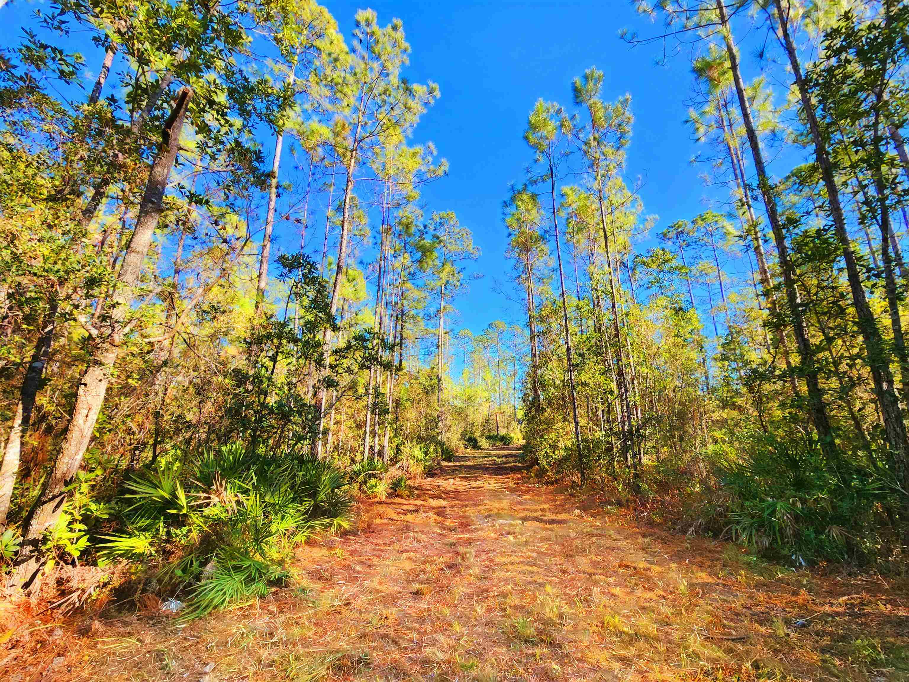 Lot 116 Southwest Lot Road Greenville, FL 32331 - Photo 12 of 28