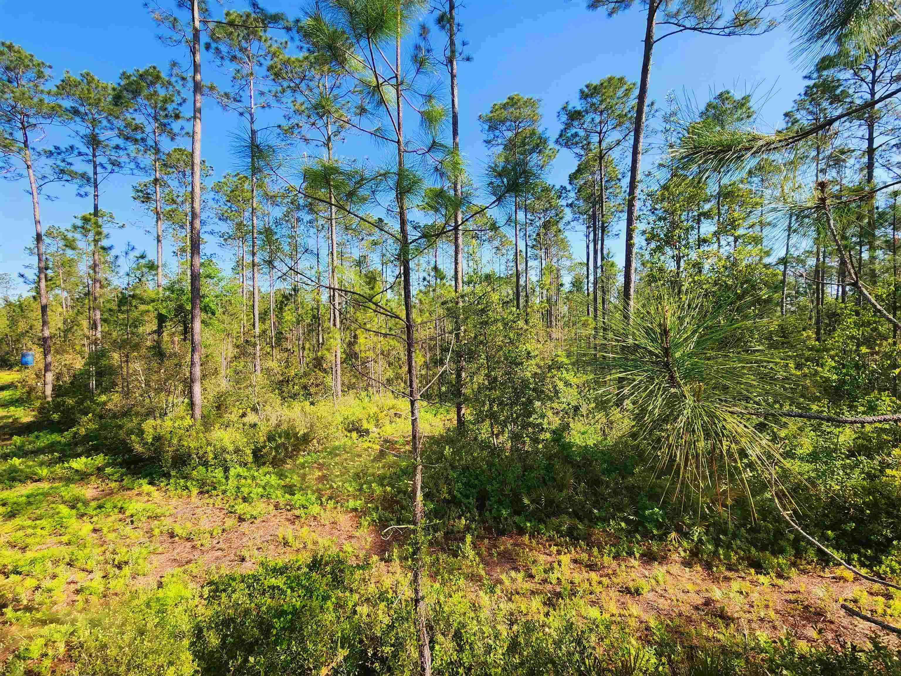 Lot 116 Southwest Lot Road Greenville, FL 32331 - Photo 17 of 28