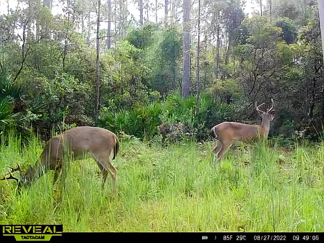 $179,500 | Lot 116 Southwest Lot Road, Greenville, FL 32331