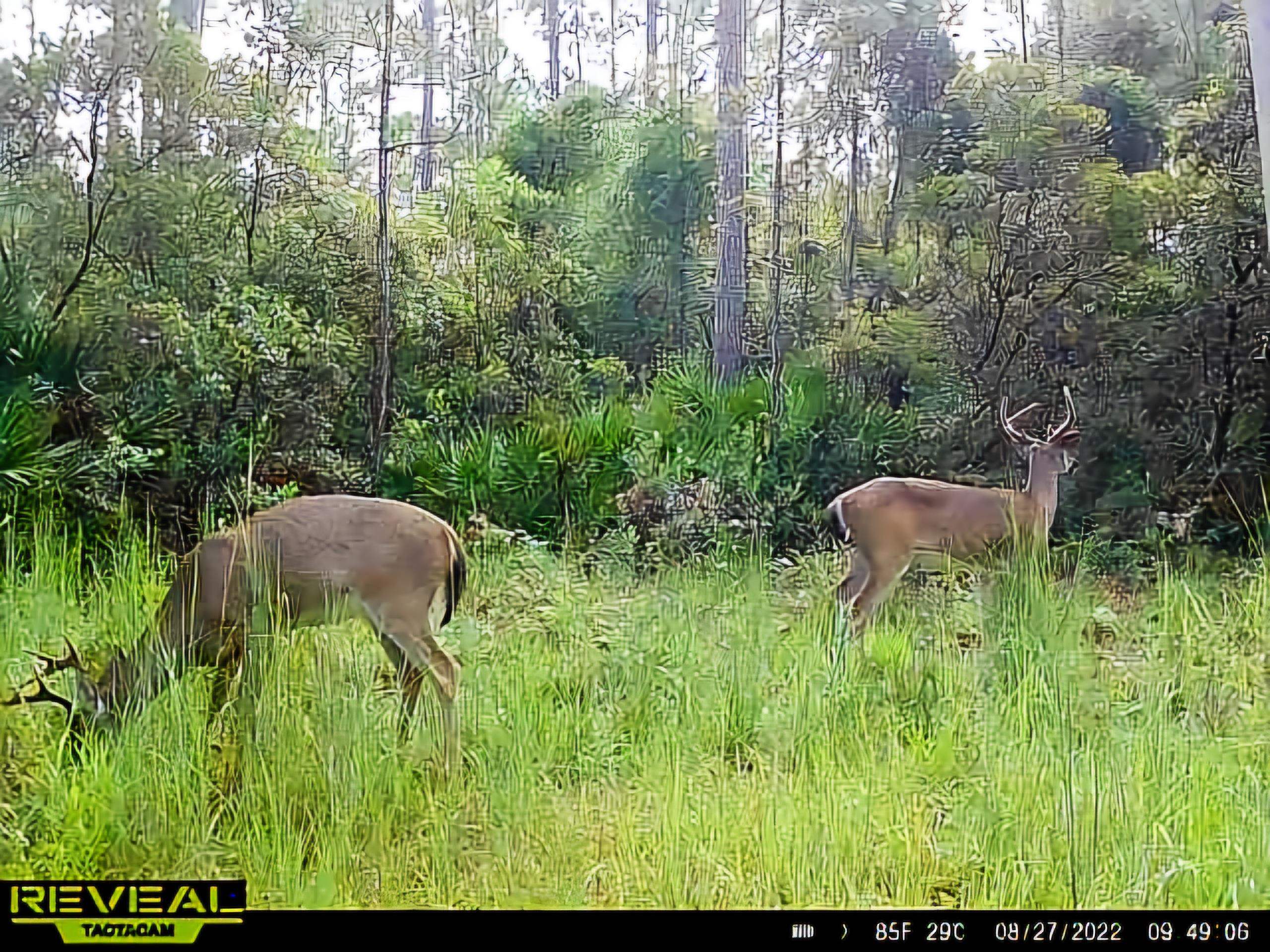 Lot 116 Southwest Lot Road Greenville, FL 32331 - Photo 2 of 28