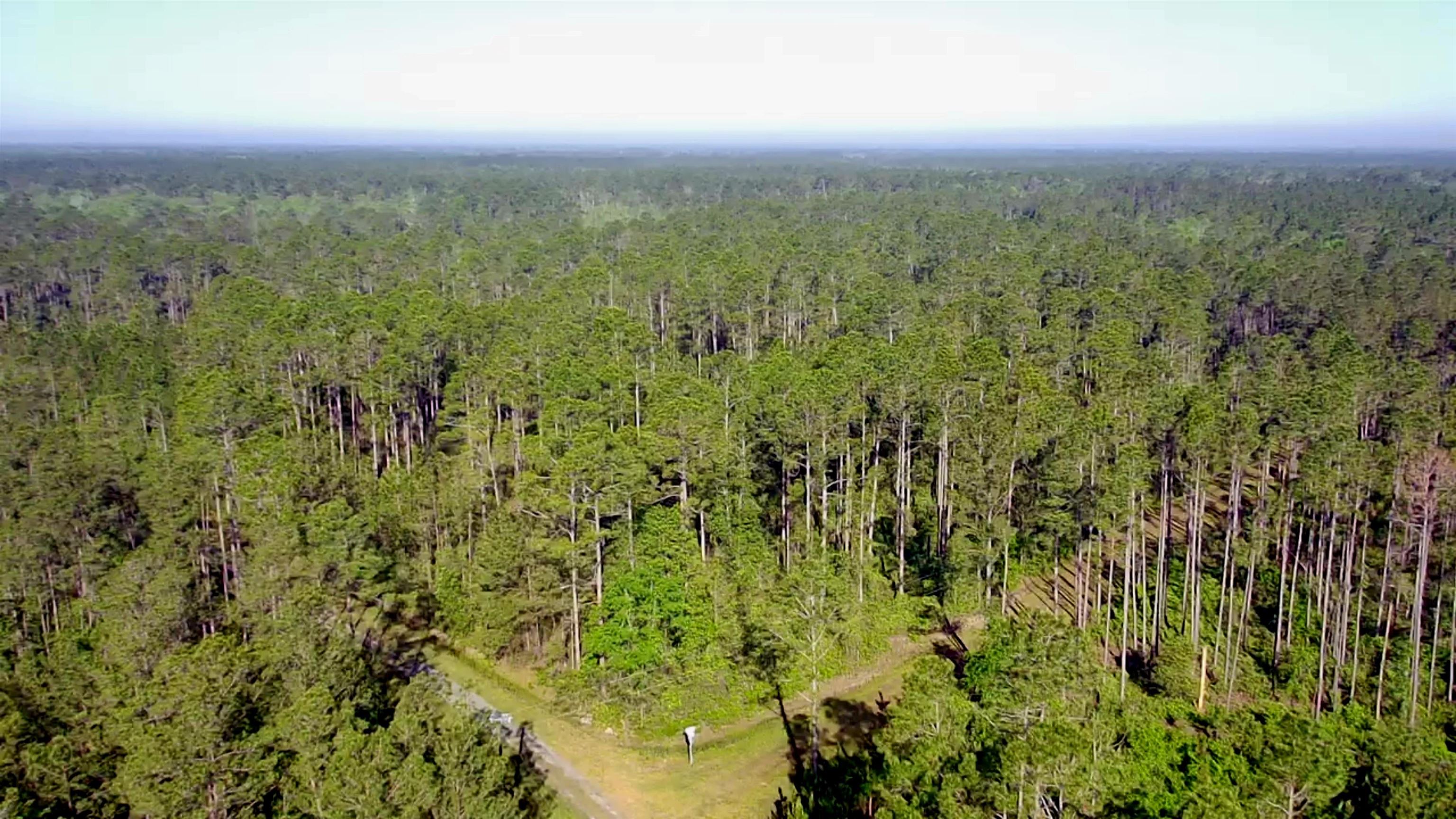 Lot 116 Southwest Lot Road Greenville, FL 32331 - Photo 21 of 28