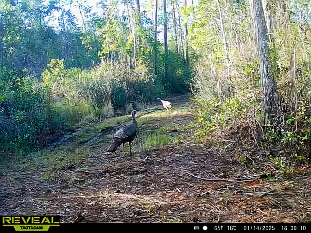 $179,500 | Lot 116 Southwest Lot Road, Greenville, FL 32331