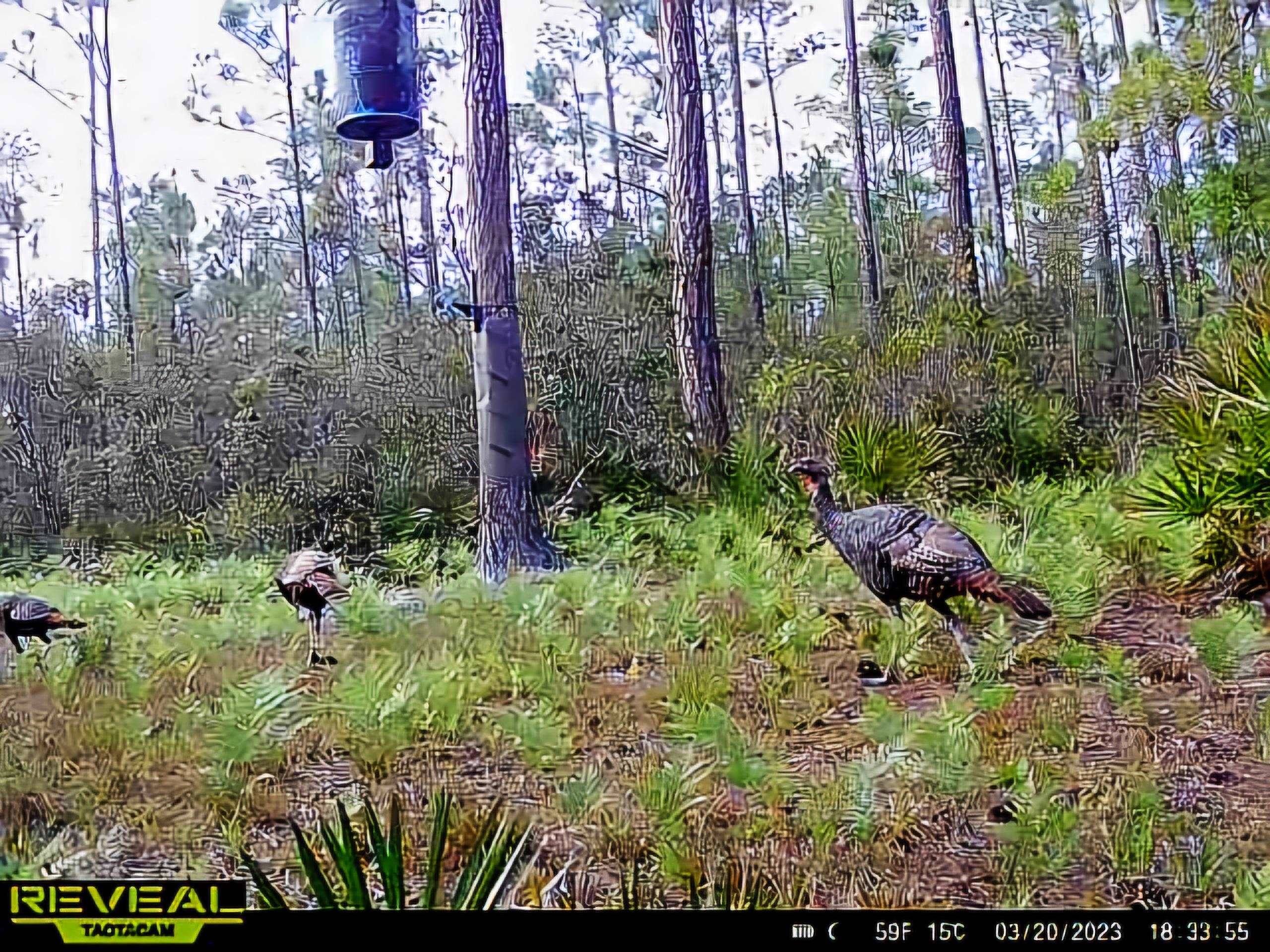 Lot 116 Southwest Lot Road Greenville, FL 32331 - Photo 26 of 28