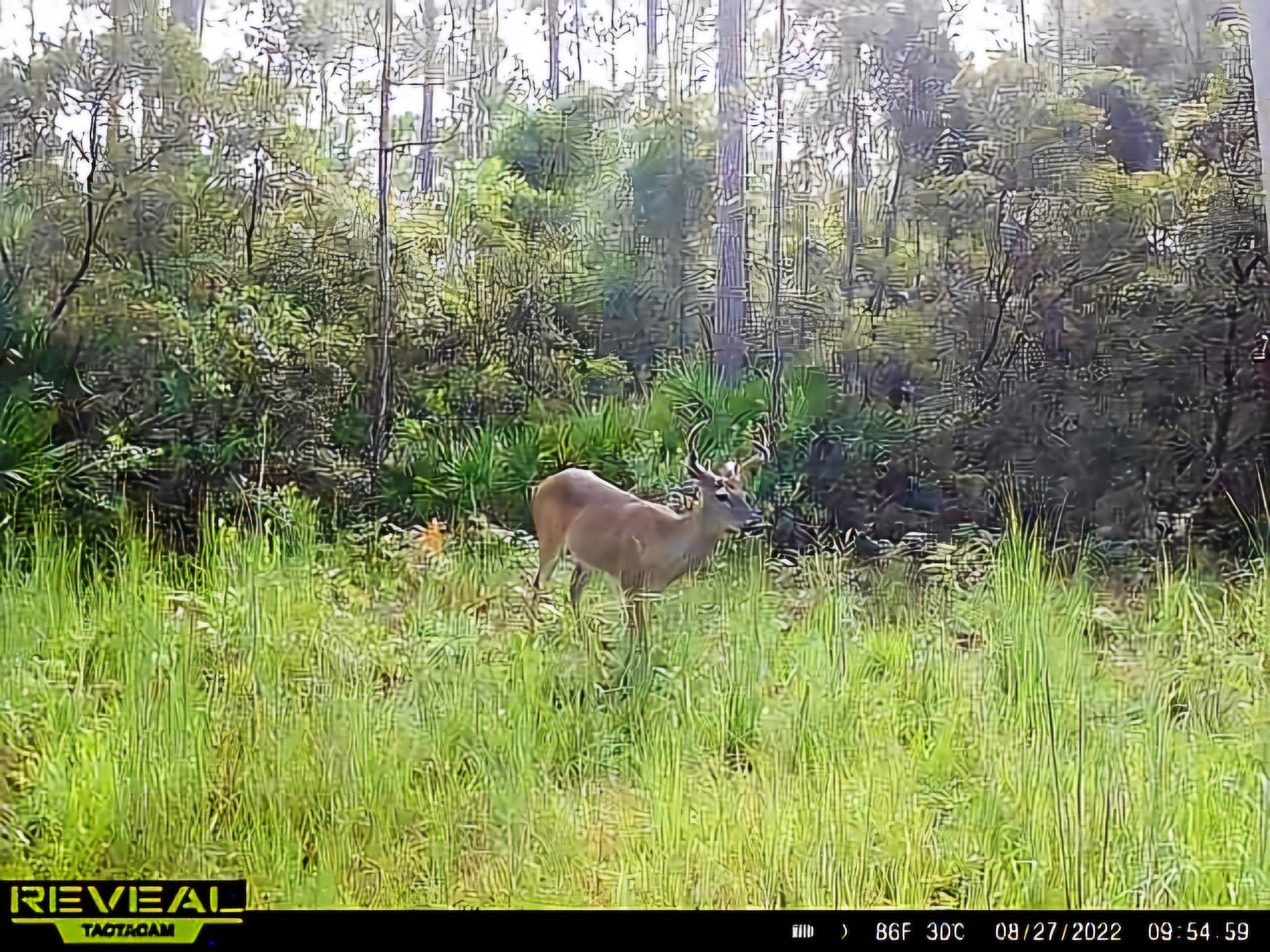 Lot 116 Southwest Lot Road Greenville, FL 32331 - Photo 27 of 28