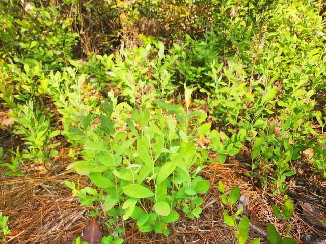 $179,500 | Lot 116 Southwest Lot Road, Greenville, FL 32331