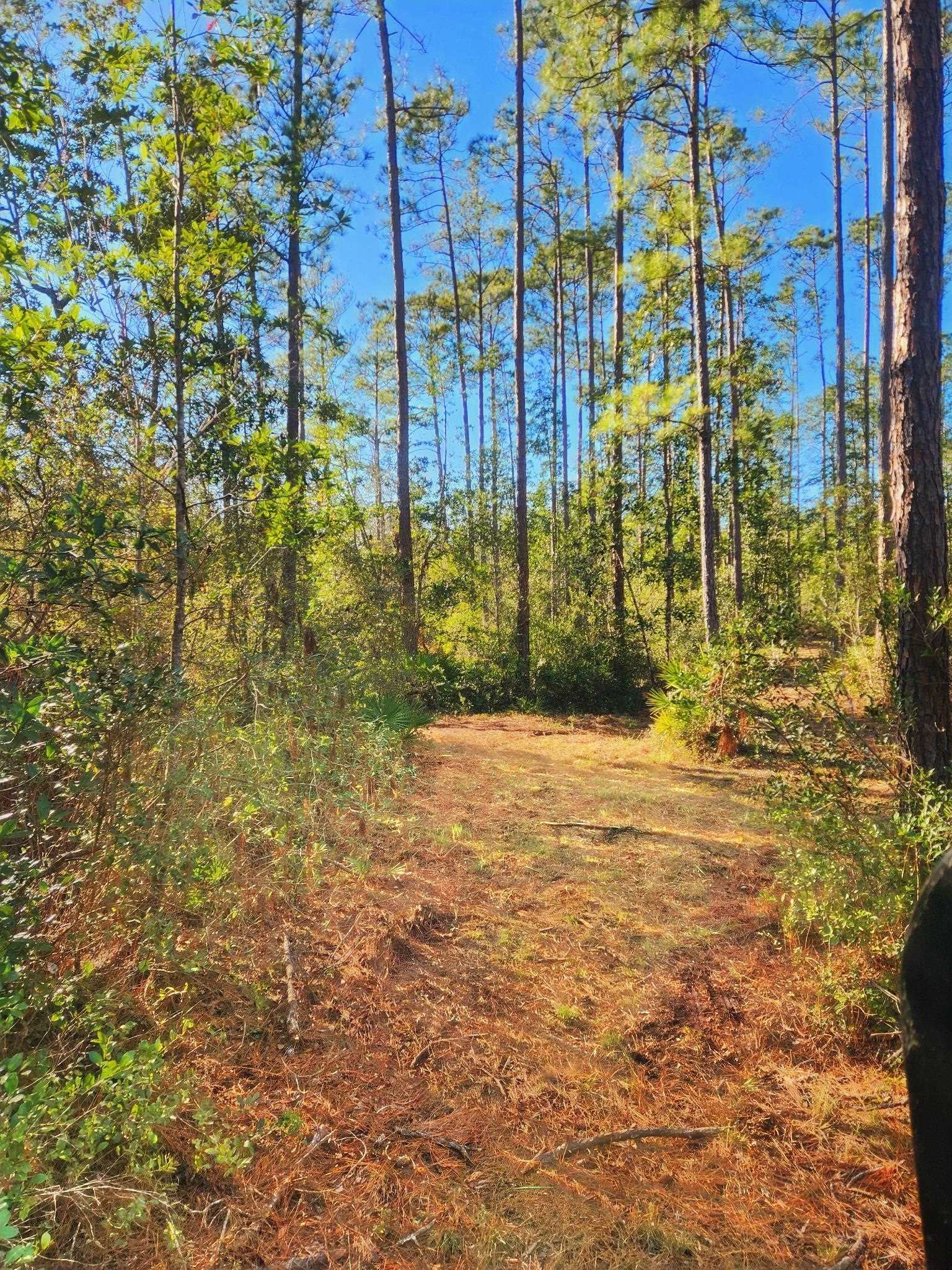 Lot 116 Southwest Lot Road Greenville, FL 32331 - Photo 4 of 28