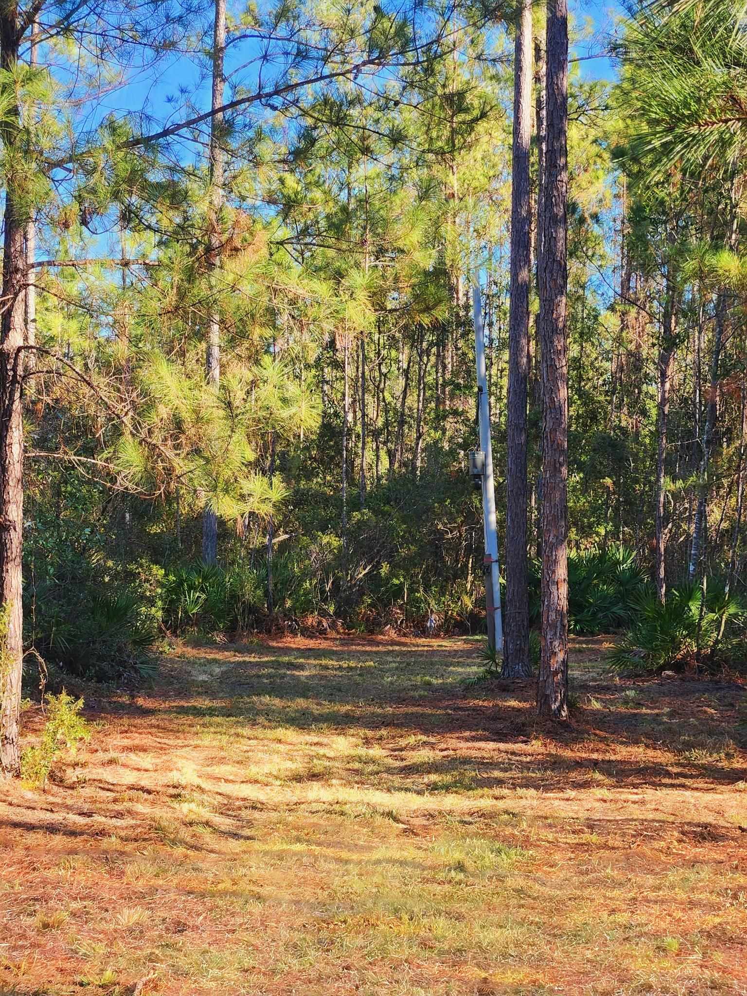 Lot 116 Southwest Lot Road Greenville, FL 32331 - Photo 8 of 28