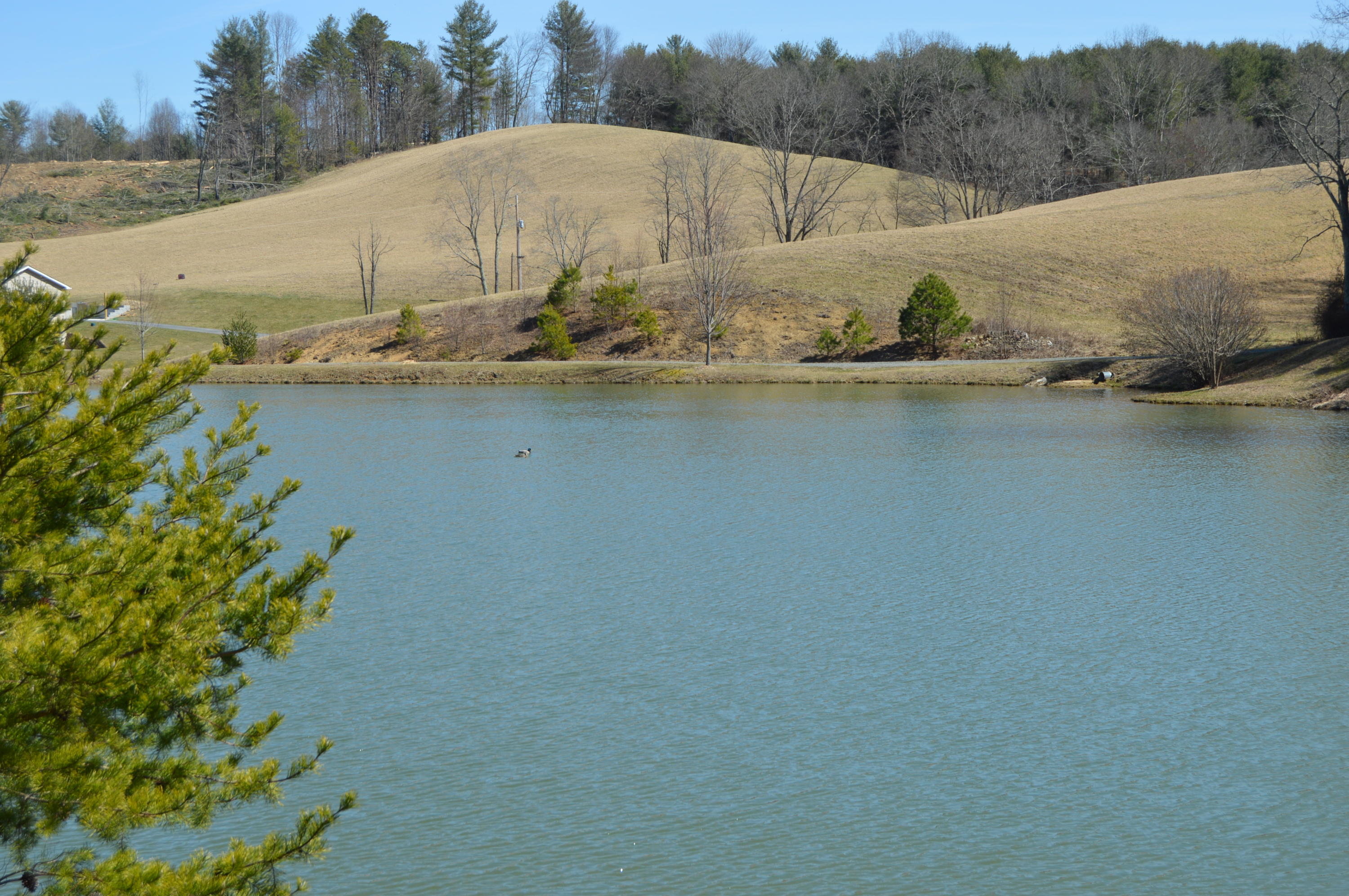 Pond