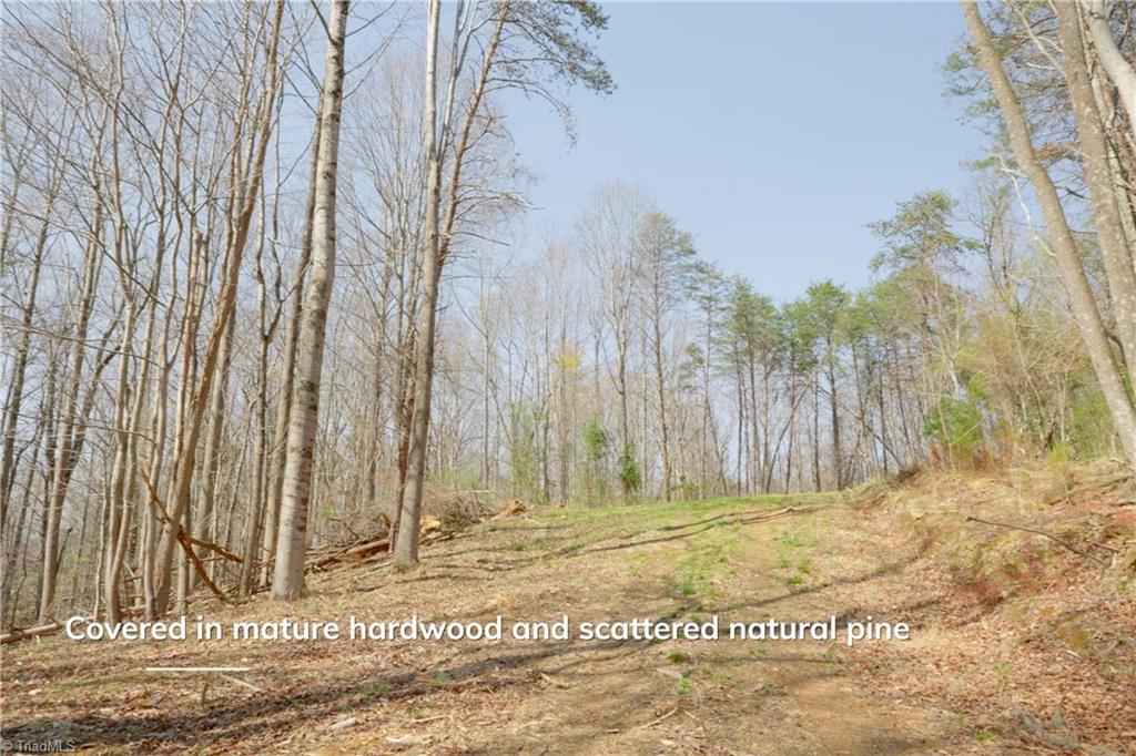 1583 Seven Island Road Danbury, NC 27016 - Photo 11 of 45