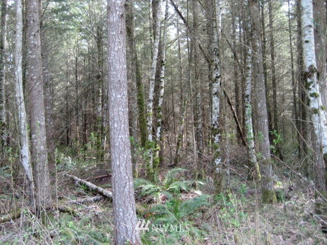111 Tanwax Road South Roy, WA 98580 - Photo 3 of 9 Gallery Image 3
