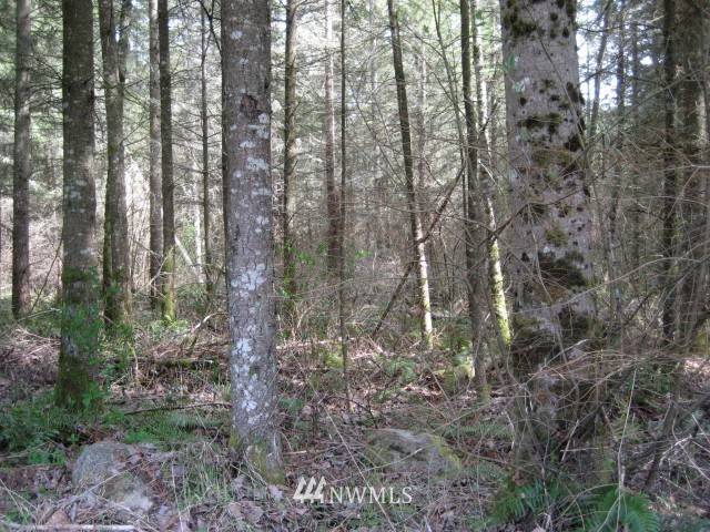 111 Tanwax Road South Roy, WA 98580 - Photo 4 of 9 Gallery Image 4