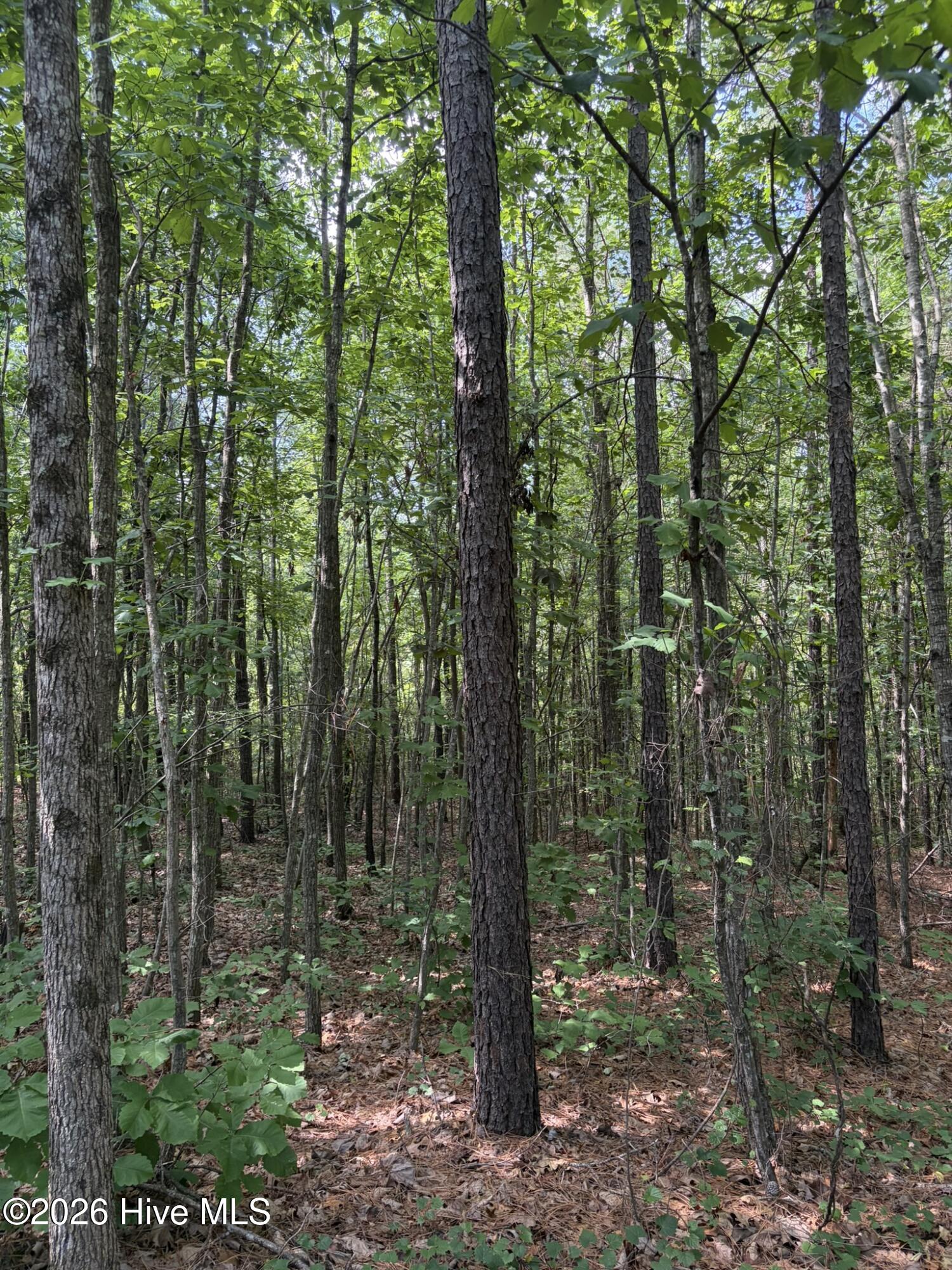 Tbd Green Road Ellerbe, NC 28338 - Photo 11 of 23