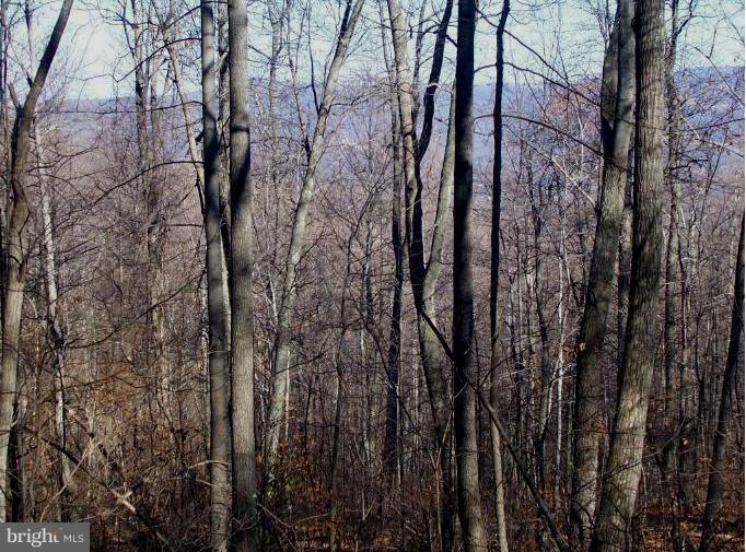 25 Mosby Springs Road Linden, VA 22642 - Photo 2 of 4 a view of a forest with trees