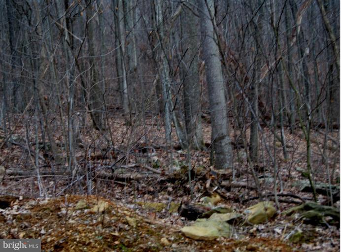 25 Mosby Springs Road Linden, VA 22642 - Photo 3 of 4 a view of a forest