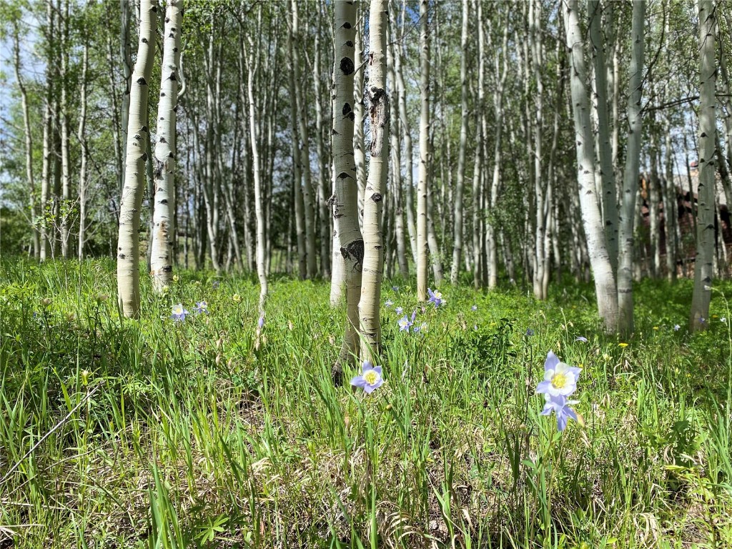 2180 Currant Way Silverthorne, CO 80498 - Photo 5 of 7 a backyard of a house with lots of green space and trees