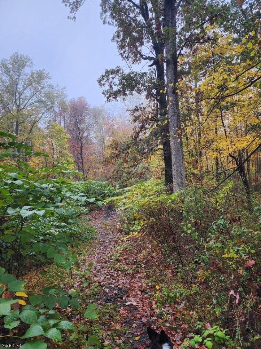 54 Ridge Road Hopewell, NJ 08525 - Photo 2 of 4 a big yard with lots of green space and house in the back