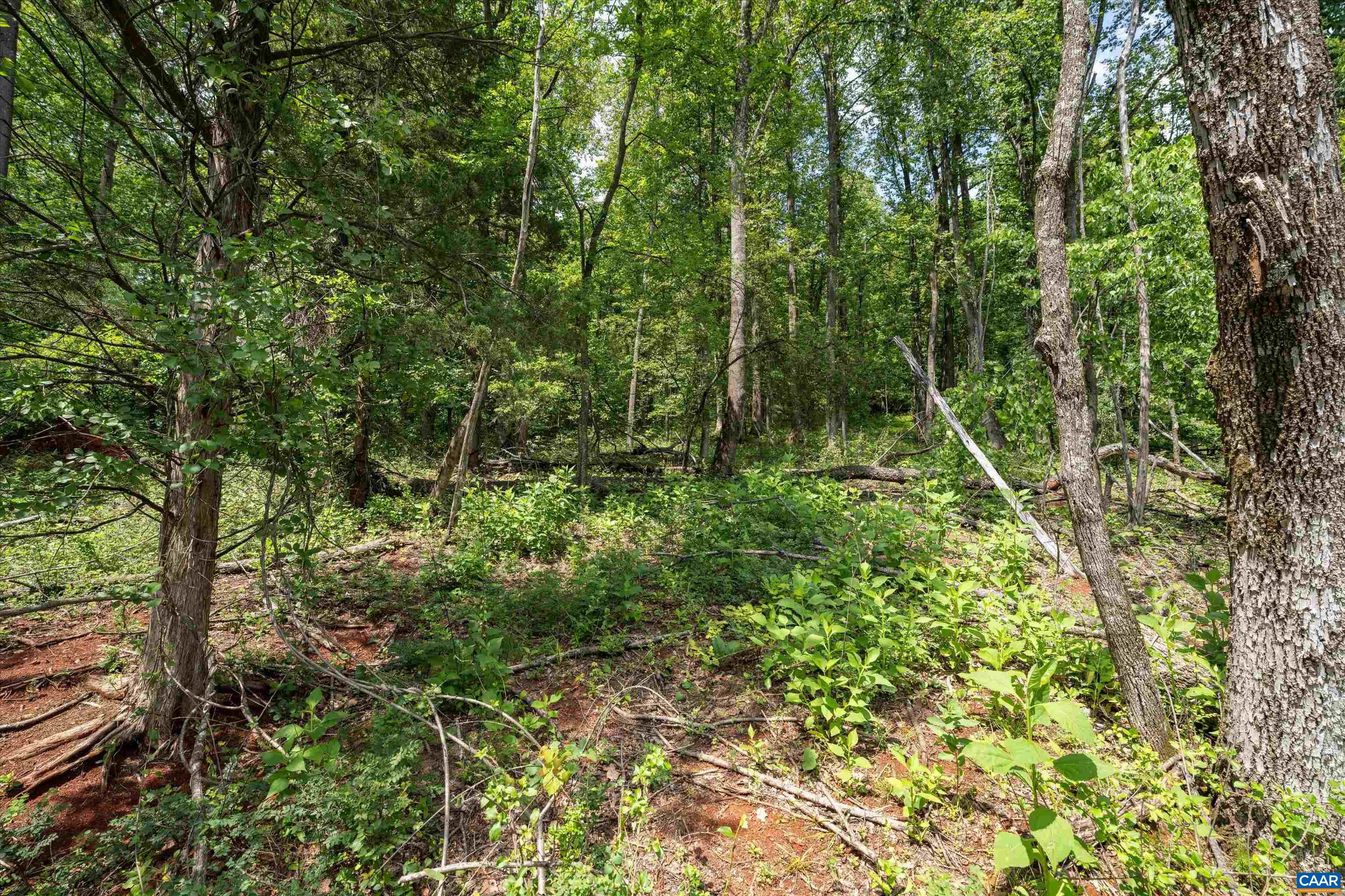 Hyland Ridge Drive Charlottesville, VA 22911 - Photo 13 of 34 a view of a lush green forest