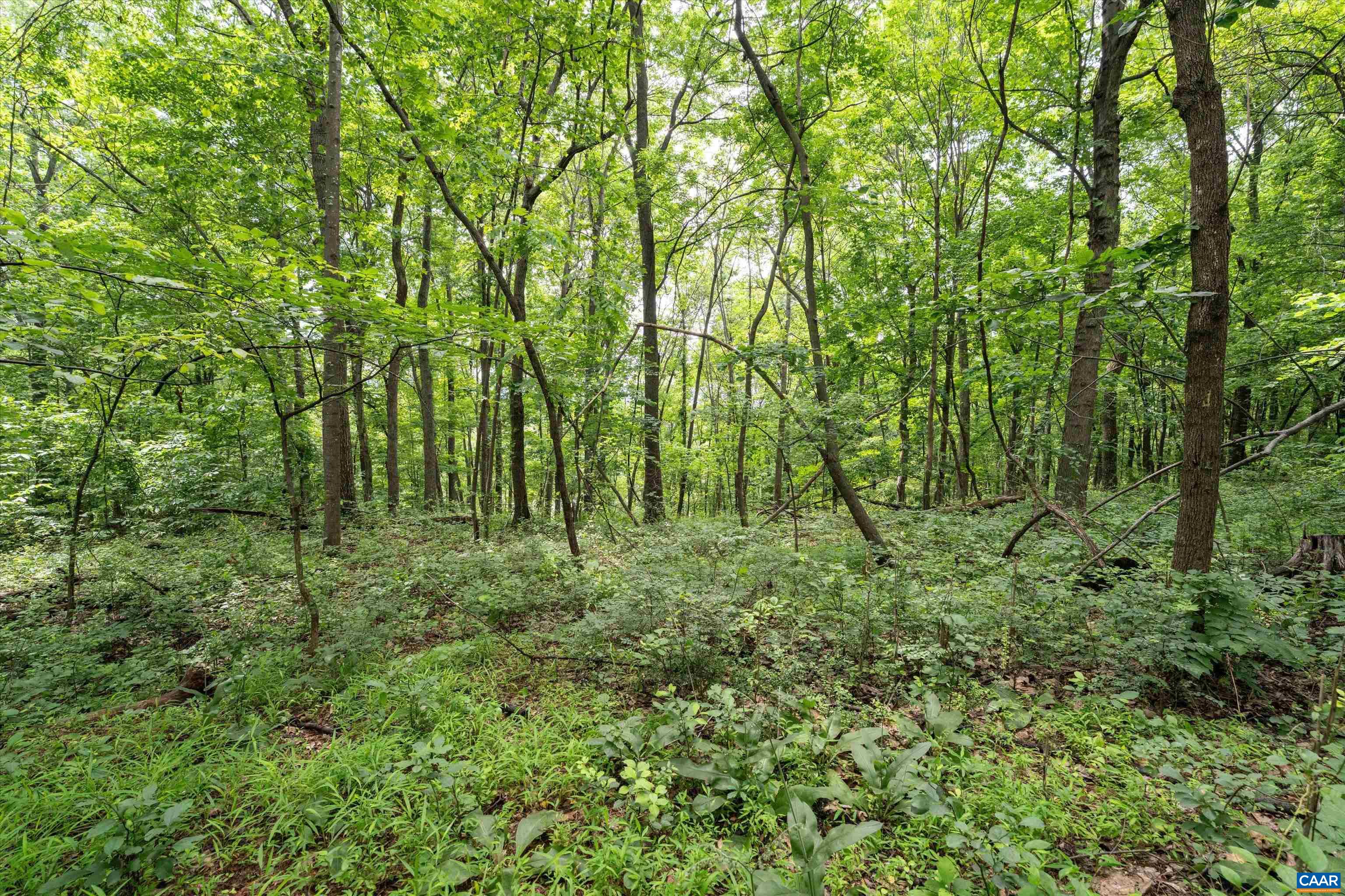 Hyland Ridge Drive Charlottesville, VA 22911 - Photo 21 of 34 a view of lush green forest