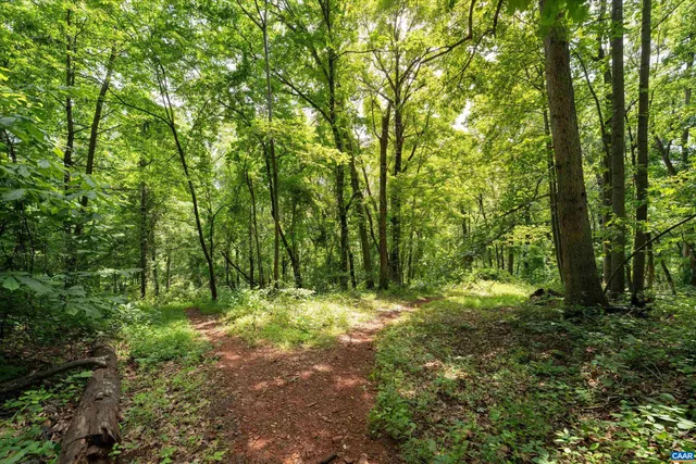 a view of a lush green forest