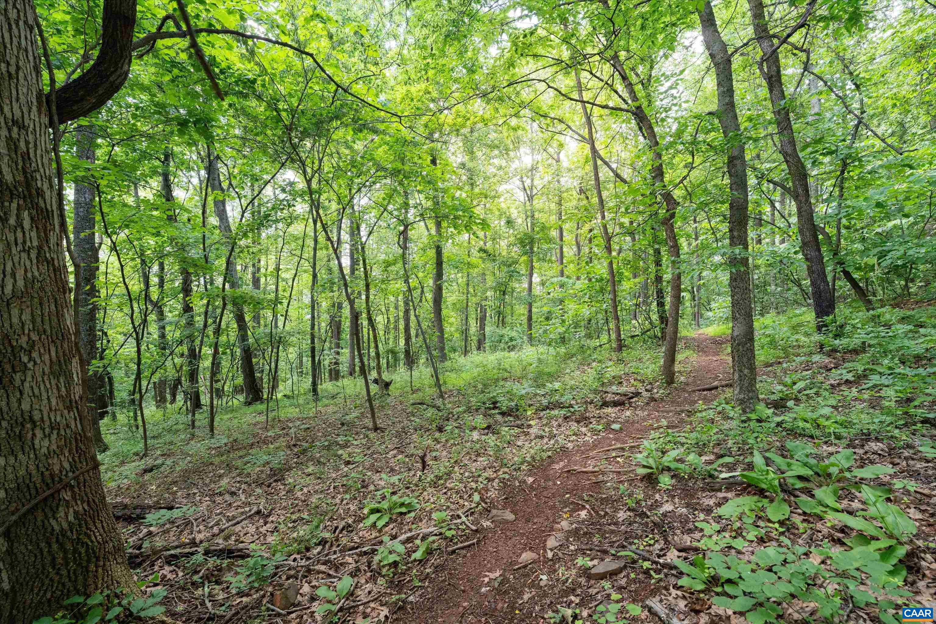 Hyland Ridge Drive Charlottesville, VA 22911 - Photo 23 of 34 a view of a lush green forest