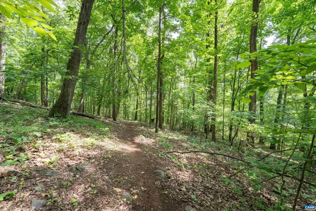 a view of a lush green forest