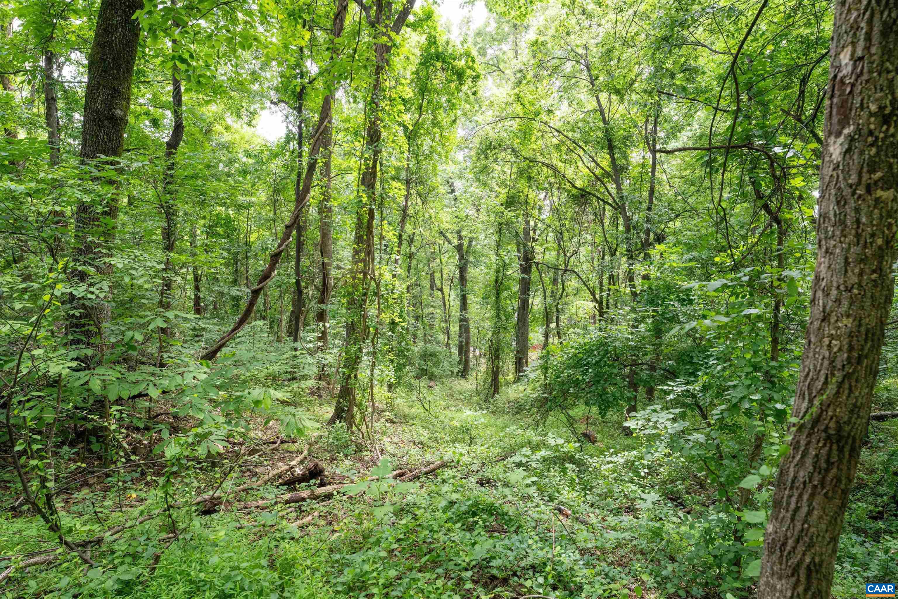 Hyland Ridge Drive Charlottesville, VA 22911 - Photo 29 of 34 a view of a lush green forest