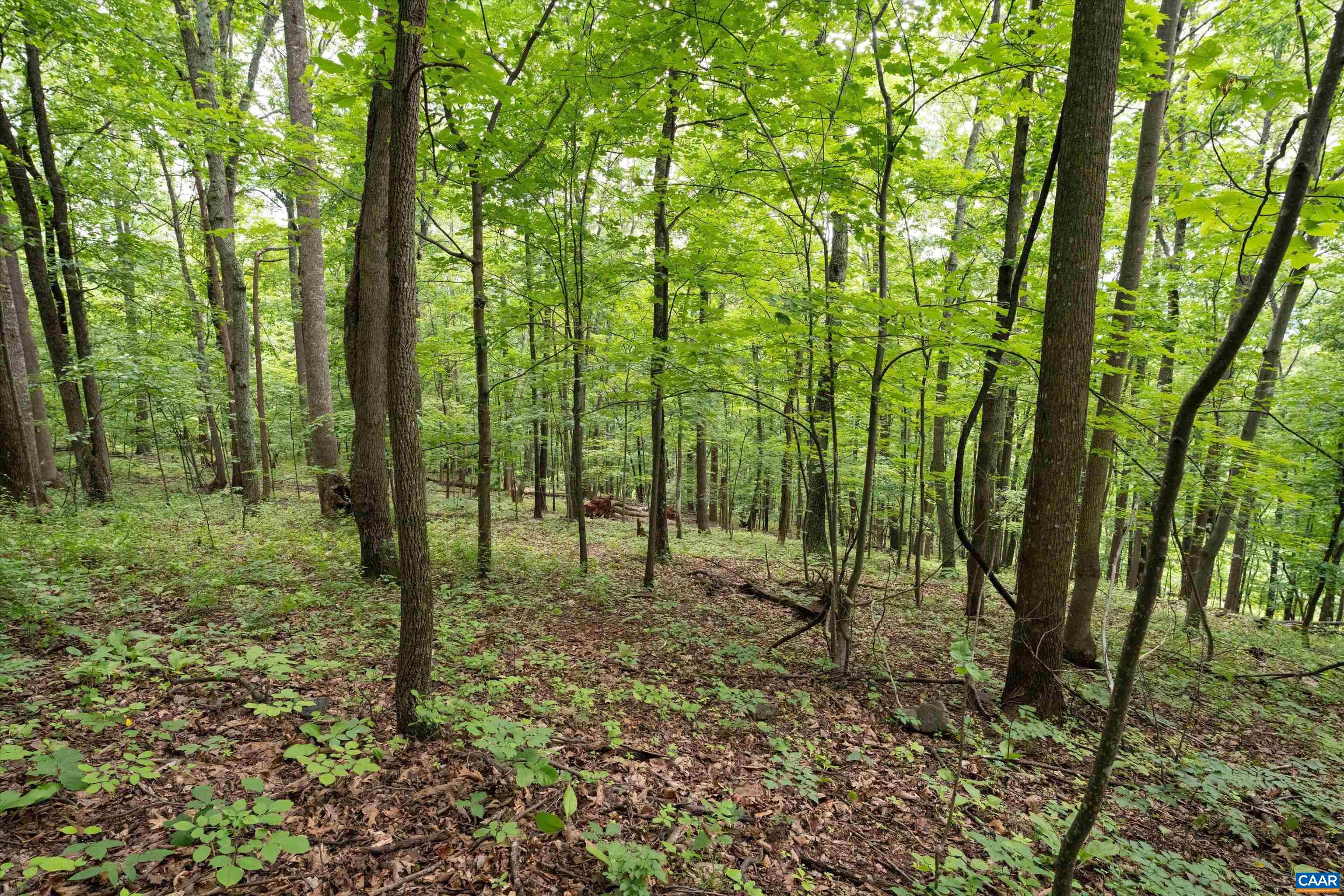 Hyland Ridge Drive Charlottesville, VA 22911 - Photo 30 of 34 a view of outdoor space with lots of trees