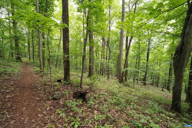 a view of a lush green forest