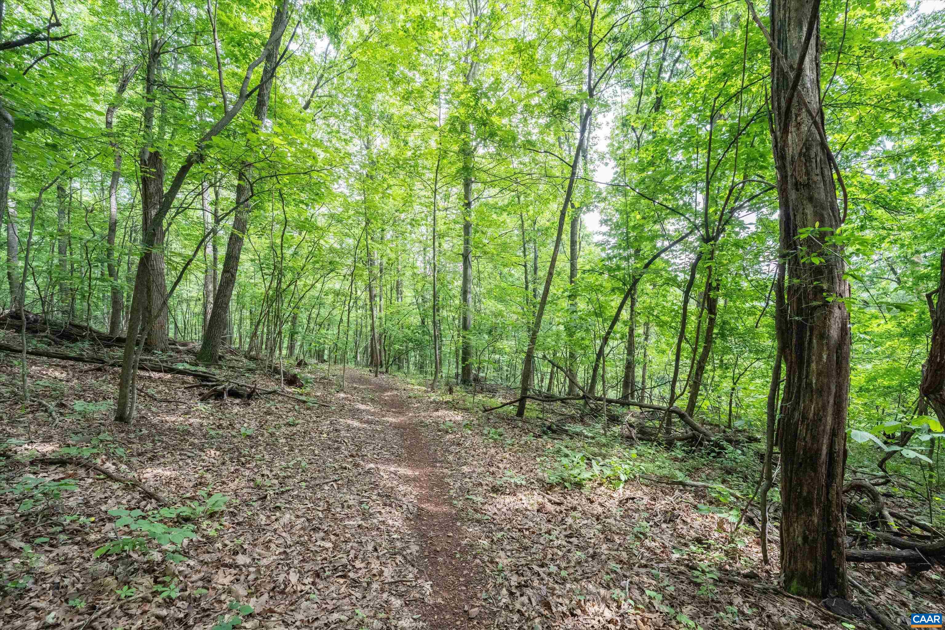 Hyland Ridge Drive Charlottesville, VA 22911 - Photo 32 of 34 a view of a forest with trees in the background