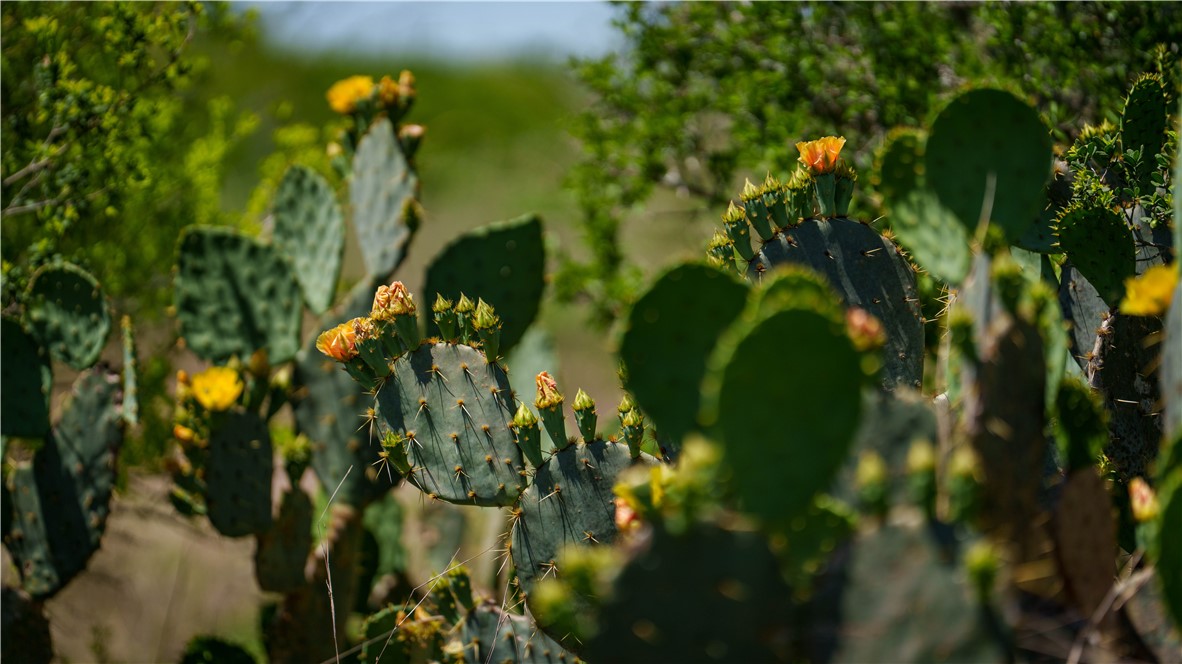 Tr 5 Fm-735 Alice, TX 78332 - Photo 7 of 40