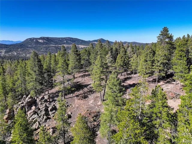 a view of a forest with a mountain in the background